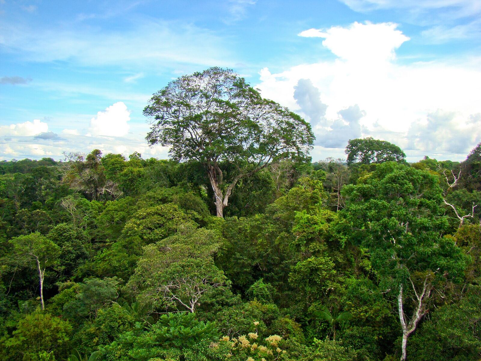 Uma castanheira se ergue acima do dossel verde da floresta amazônica, sob céu azul com nuvens.