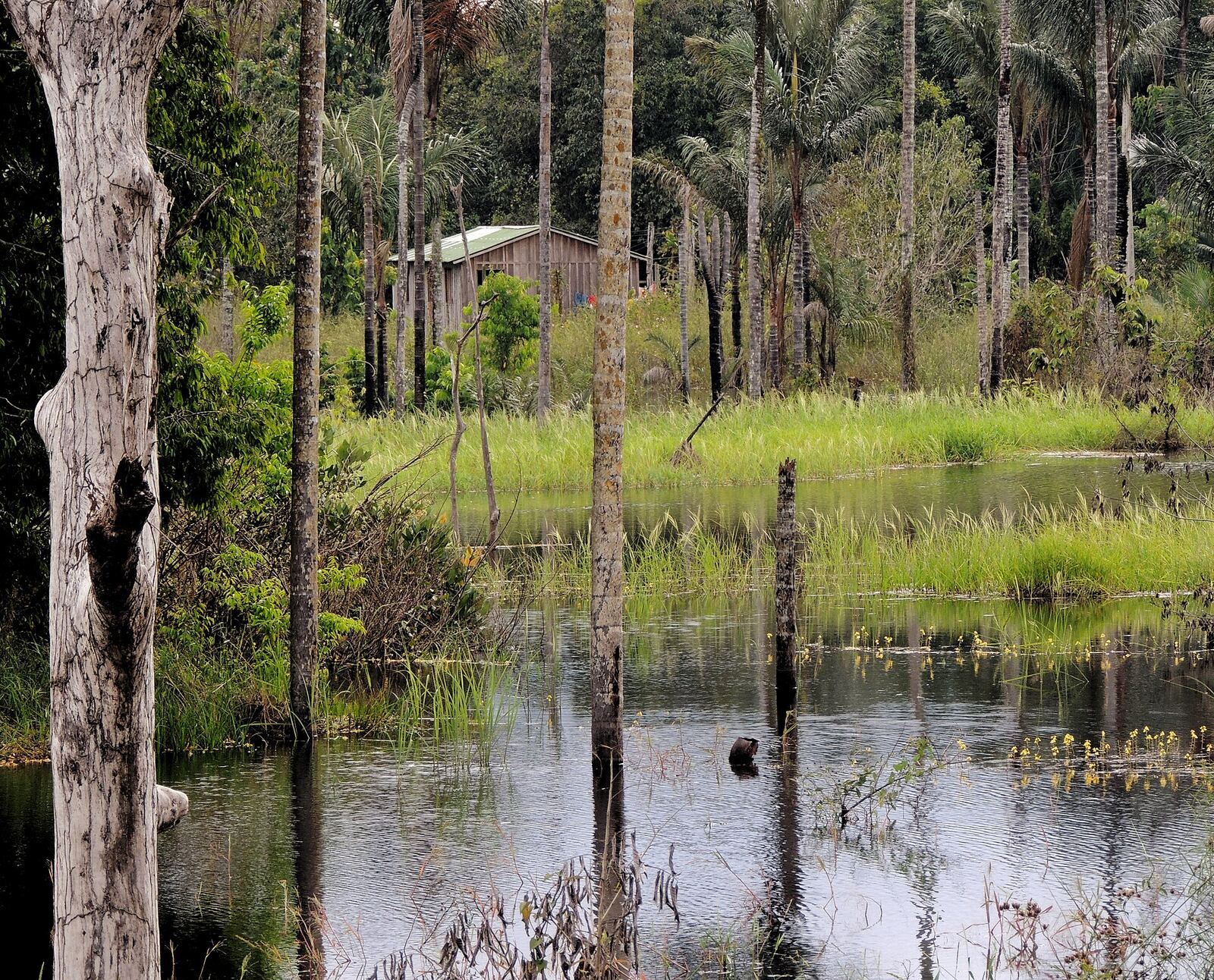 Floresta de várzea alagada em Iranduba, com troncos na água e palmeiras ao fundo.
